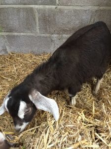 George, The Anglo Nubian Goat